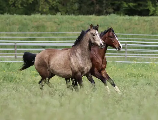Deutsche Reitpony Stute, buckskin