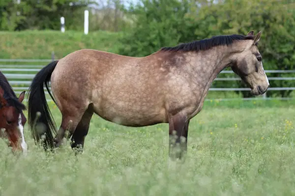 Deutsche Reitpony Stute, buckskin