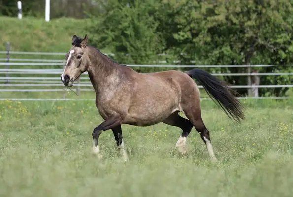 Deutsche Reitpony Stute, buckskin