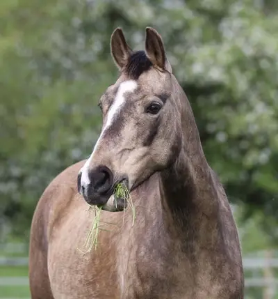 Deutsche Reitpony Stute, buckskin