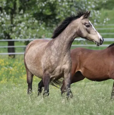 Deutsche Reitpony Stute, buckskin