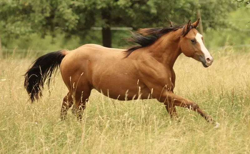 Quarter Horse, junger Wallach, bay, aus 05/2023