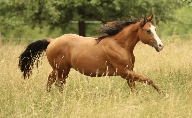 Quarter Horse, joven castrado, bayo, de 05/2023