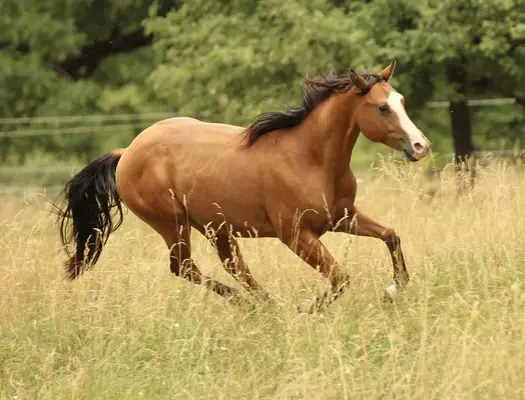 Quarter Horse, junger Wallach, bay, aus 05/2023