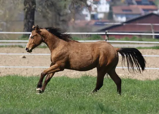 Quarter Horse, junger Wallach, bay, aus 05/2023