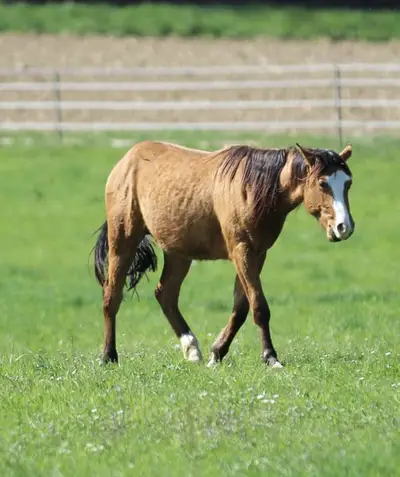 Quarter Horse, junger Wallach, bay, aus 05/2023
