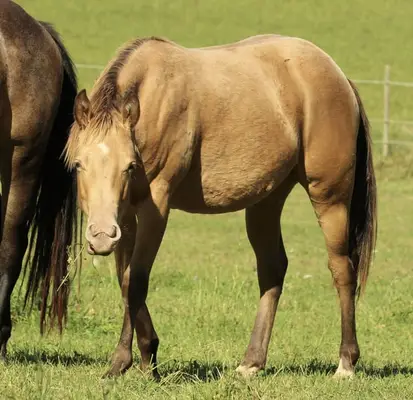 Azteca Horse (C) Junghengst in amber champagne