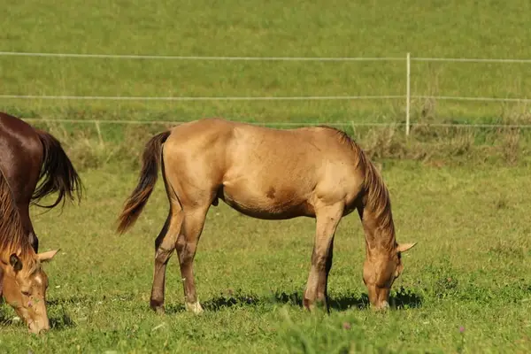 Azteca Horse (C) Junghengst in amber champagne