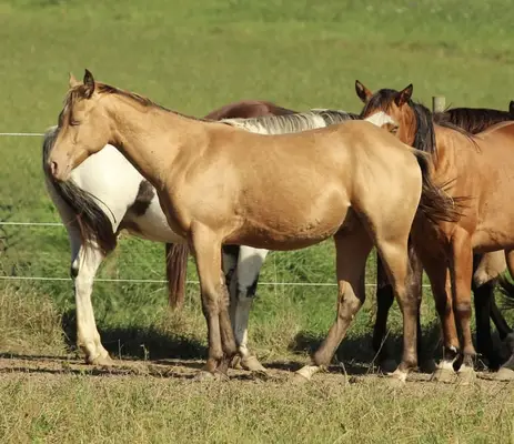 Azteca Horse (C) Junghengst in amber champagne