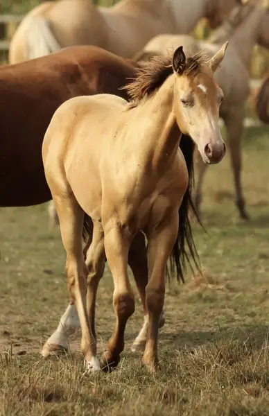 Azteca Horse (C) Junghengst in amber champagne