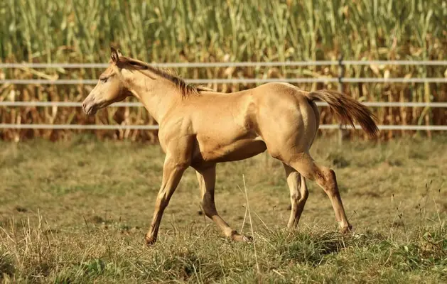 Azteca Horse (C) Junghengst in amber champagne