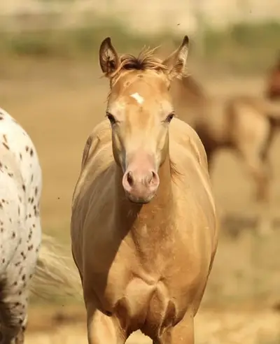 Azteca Horse (C) Junghengst in amber champagne