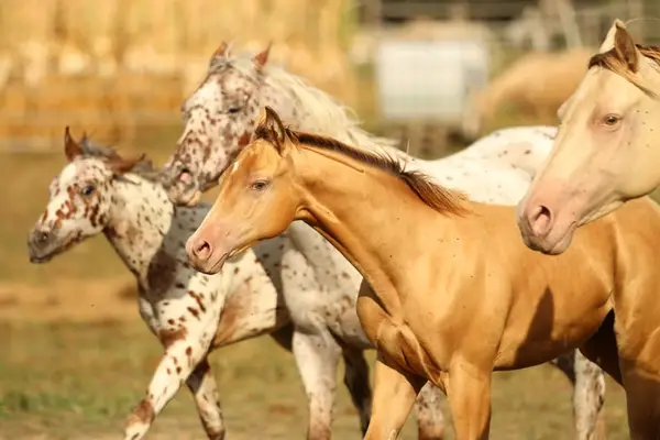 Azteca Horse (C) Junghengst in amber champagne
