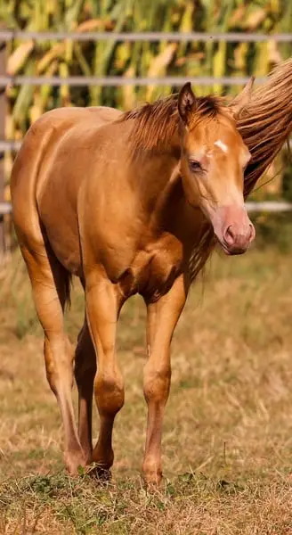 Azteca Horse (C) Junghengst in amber champagne