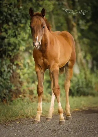 «Fritz» – potro AQHA atlético con fuerte ascendencia