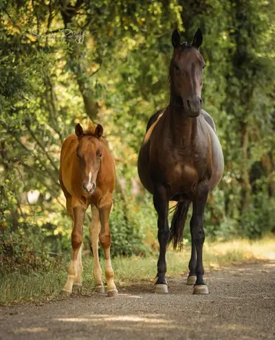 „Fritz“ – athletisches AQHA Hengstfohlen mit starker Abstammung