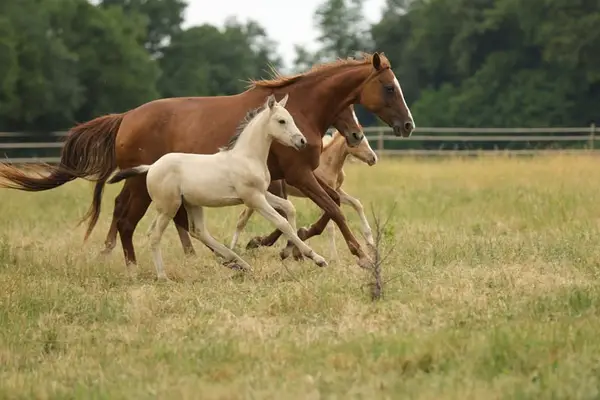 Traumhaftes Cruzado Hengstfohlen