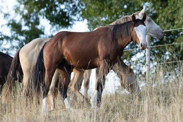 Campeón de Reserva – Potro AQHA con mucho tipo y pedigrí de Reining