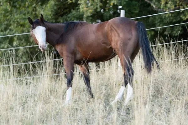 Reservesieger – typvoller AQHA Junghengst mit Reining-Pedigree