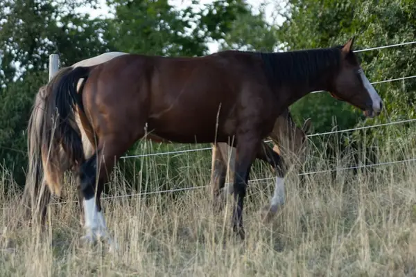 Reservesieger – typvoller AQHA Junghengst mit Reining-Pedigree