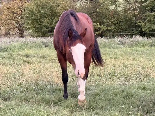 Reservesieger – typvoller AQHA Junghengst mit Reining-Pedigree