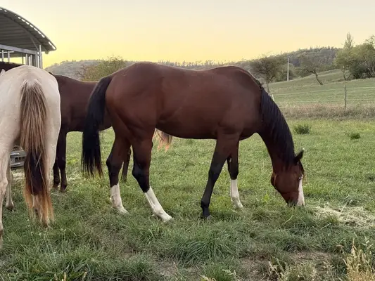 Reservesieger – typvoller AQHA Junghengst mit Reining-Pedigree
