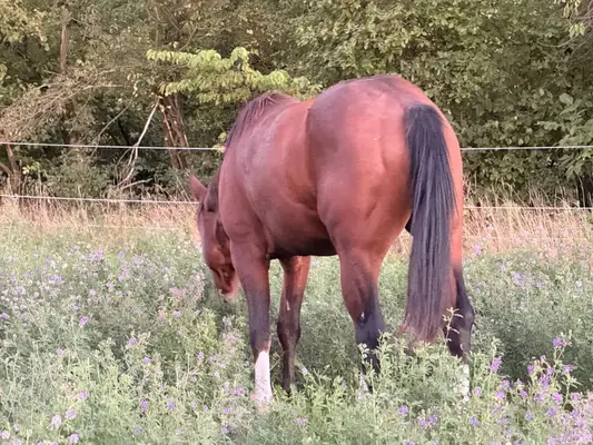 Reservesieger – typvoller AQHA Junghengst mit Reining-Pedigree