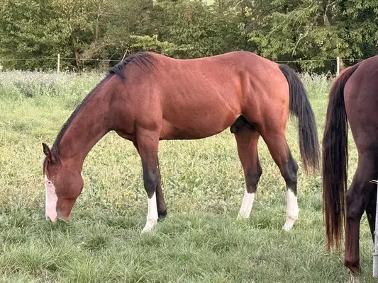 Reservesieger – typvoller AQHA Junghengst mit Reining-Pedigree