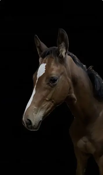 Elegante y prometedora joven de gran alzada