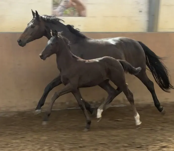 Interessanter Hengst von Grey Tonic