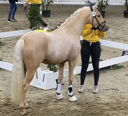 Buchenhof‘s Cash for Gold
