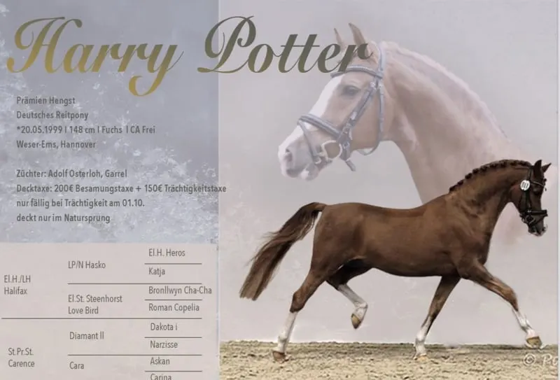 Hengst von internationaler Bühne - Harry Potter
