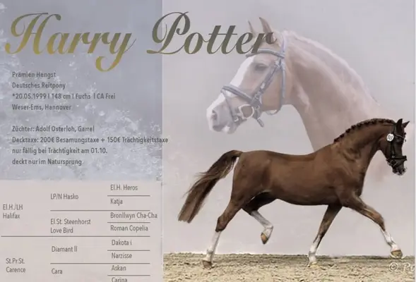 Stallion from the international stage - Harry Potter