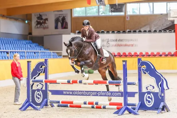 Top Show Jumping Genetics for Pony Breeding