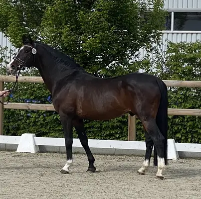 Top Spring Genetik für die Ponyzucht