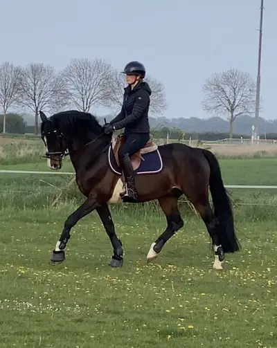 Top Spring Genetik für die Ponyzucht