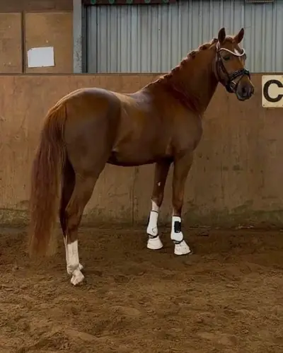 Talentierter Youngster