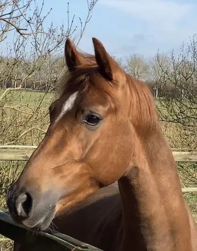Talentierter Youngster