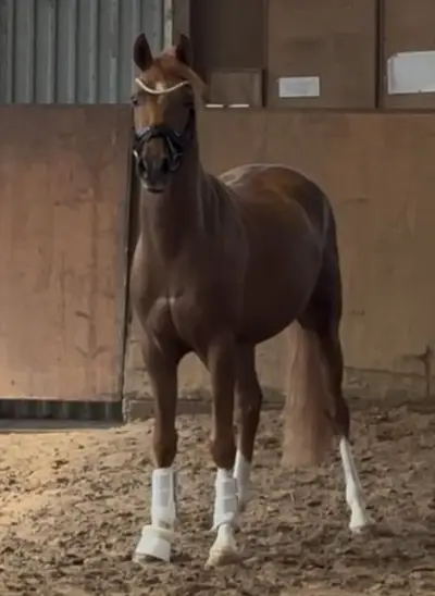 Talentierter Youngster
