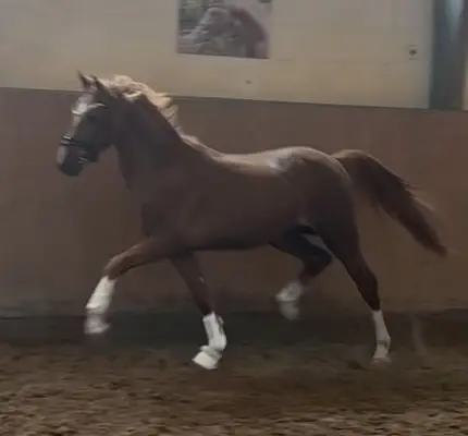 Talentierter Youngster