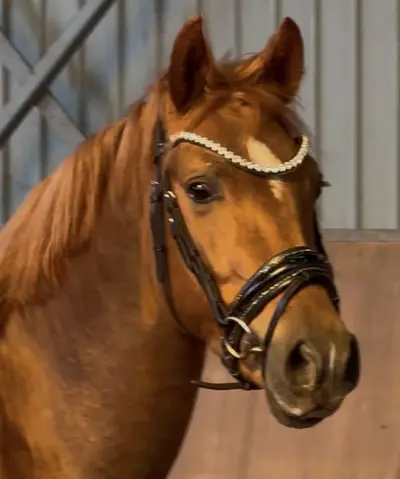 Talentierter Youngster