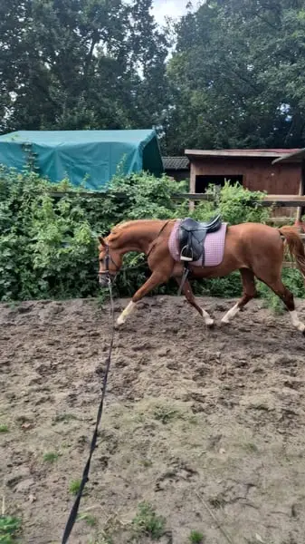 Talentierter Youngster