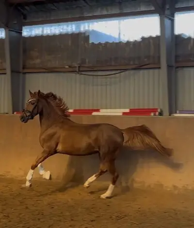 Talentierter Youngster