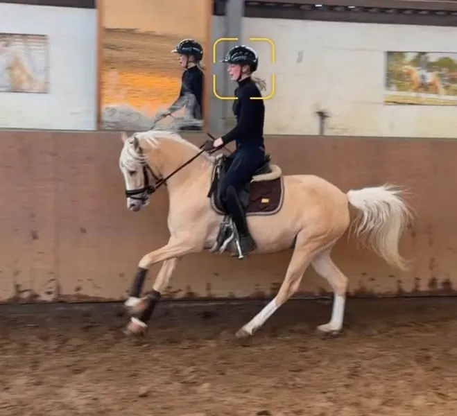 Traumpony in beste Hände mit sportlicher Förderung