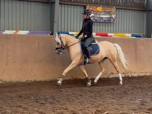 Traumpony in beste Hände mit sportlicher Förderung