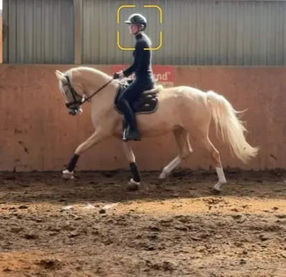 Traumpony in beste Hände mit sportlicher Förderung