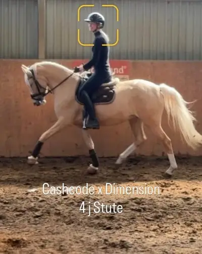 Traumpony in beste Hände mit sportlicher Förderung