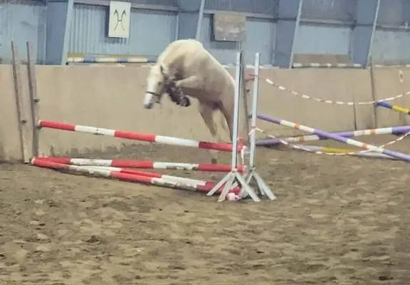 Traumpony in beste Hände mit sportlicher Förderung