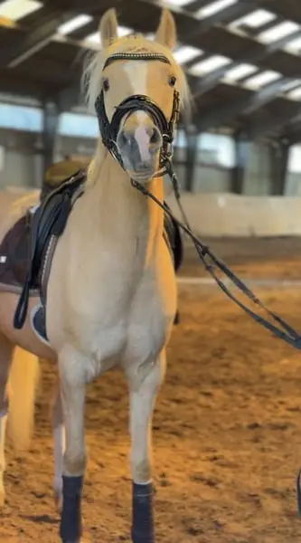 Traumpony in beste Hände mit sportlicher Förderung