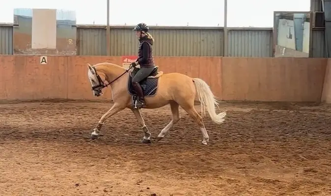 Traumpony in beste Hände mit sportlicher Förderung